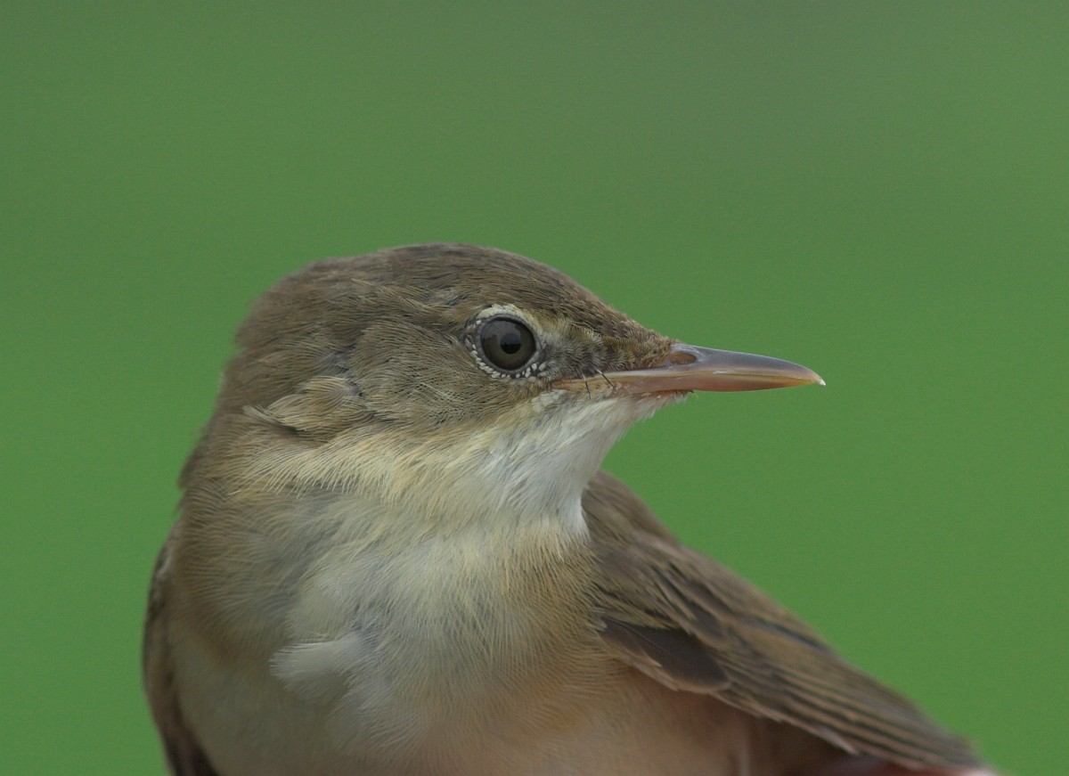 Acrocephalus scirpaceus, Reed Warbler